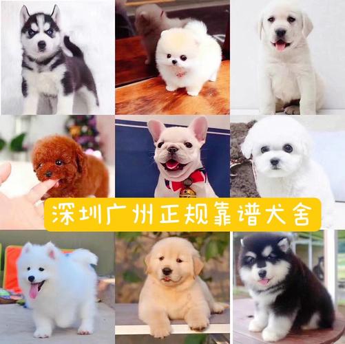 广州狗狗市场,广州狗狗市场在哪里,广州哪里买狗比较好？