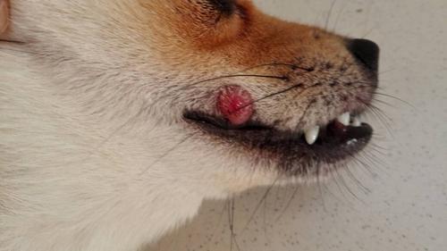 狗狗口腔肿瘤,狗狗口腔长肿瘤,我家狗的嘴边长了一个像肿瘤一样肿了？