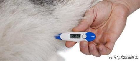 如何给狗狗量体温,如何给狗狗量体温多久,法斗犬怎么量体温？