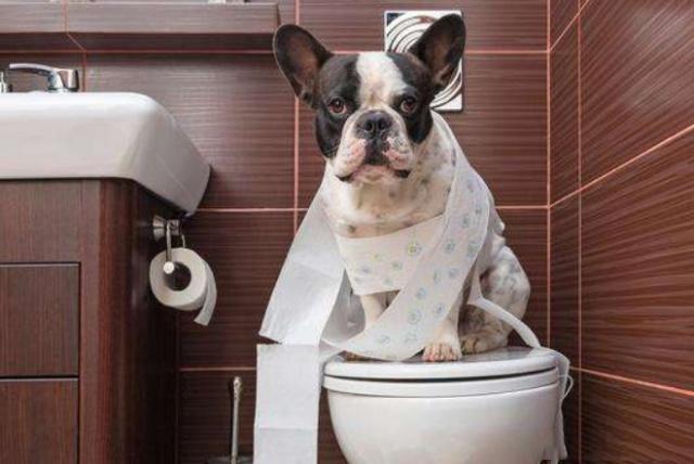 怎么让狗狗上厕所,,怎么催狗上厕所？