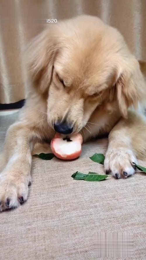 狗狗能吃桃子,狗狗能吃桃子不?,金毛可以吃桃吗？