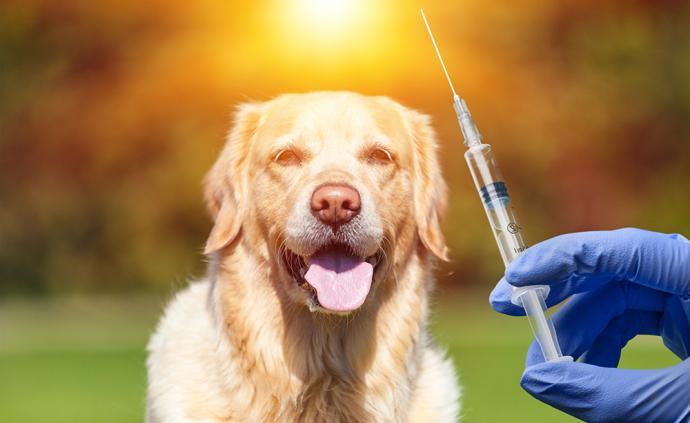 狗狗不打疫苗会怎么样,狗狗不打疫苗会怎么样?,狗不打狂犬疫苗会怎么样？