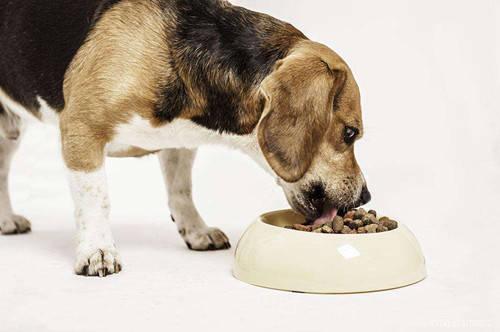 怎么给狗狗补充营养,怎么给狗狗补充营养,长胖一点,宠物狗平时需要吃些什么营养品补充营养呢？