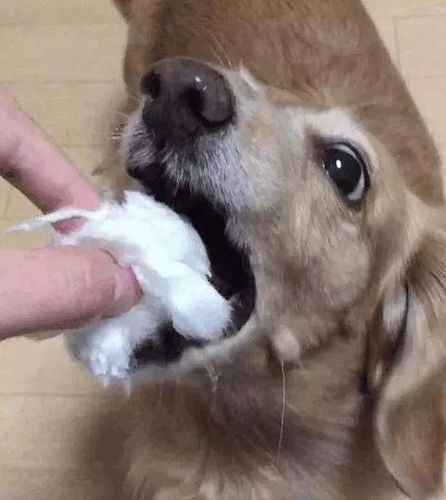 狗狗吃棉花,狗狗吃棉花会消化吗,小狗吃了棉花粘在喉咙怎么办？