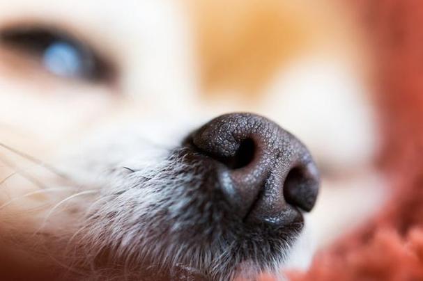 狗狗鼻头干燥,狗狗鼻头干燥原因,狗狗鼻子干燥是怎么回事？