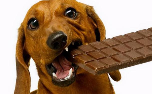 狗狗可以吃饼干吗,狗狗可以吃饼干吗,里面有糖成分,狗狗爱吃饼干怎么回事？