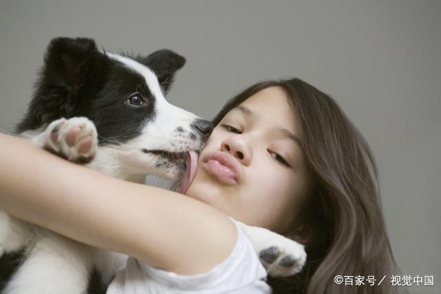 狗狗舔人代表什么,狗狗舔人代表什么意思,为什么狗爱舔主人？