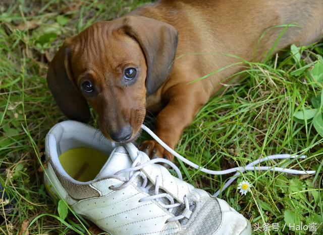 狗狗为什么喜欢咬鞋子,狗狗为什么喜欢咬鞋子和袜子,为什么博美老咬鞋子？