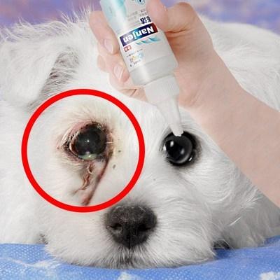 怎么给狗狗滴眼药水,怎么给狗狗滴眼药水视频,给小狗狗上眼药水行吗？