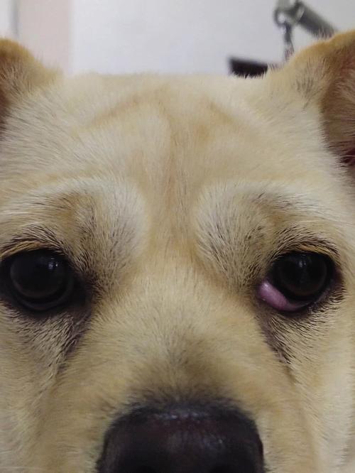 狗狗眼角红,狗狗眼角红了是怎么回事,狗狗的眼白有点红？