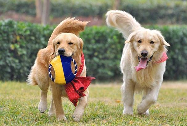 狗狗什么时候训练最好,狗狗什么时候开始训练最好,狗狗多大才能懂事点？