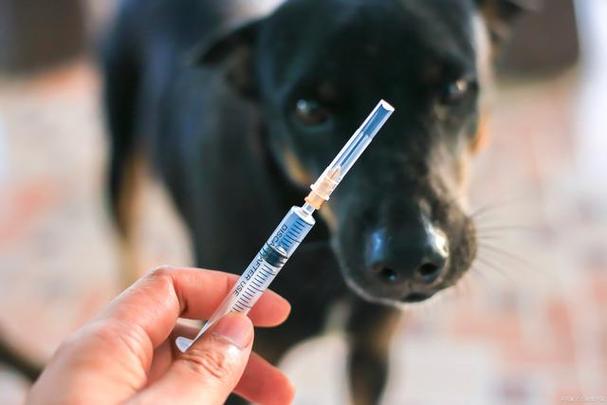 狗狗狂犬疫苗什么时候打,狗狗狂犬疫苗什么时候打比较好,狗的狂犬疫苗是不是一点要4个月后打？
