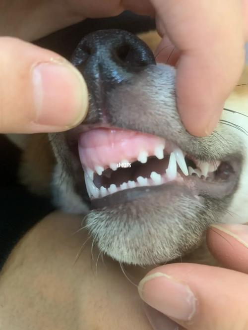 狗狗乳牙图片,狗狗乳牙图片 乳齿,狗乳牙不掉怎么办？