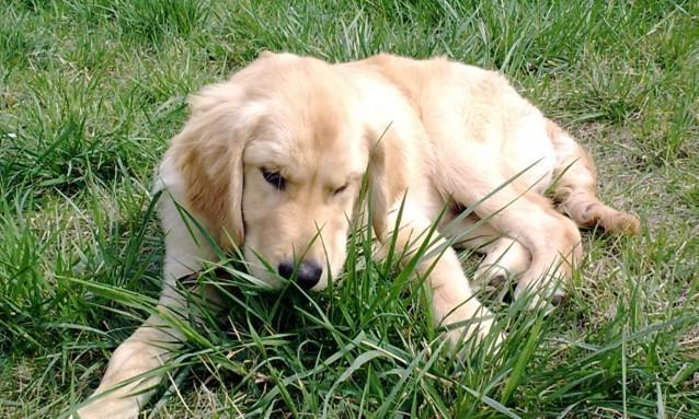 狗狗为什么爱吃草,狗狗为什么吃草的原因,我家的狗狗对草~沙子情有独钟,为什么？
