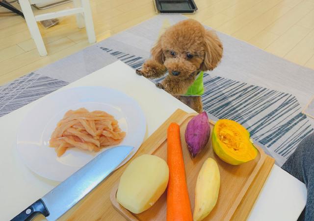 紫薯狗狗可以吃吗,狗千万不能吃蒸熟的南瓜,拉布拉多能吃紫薯吗？