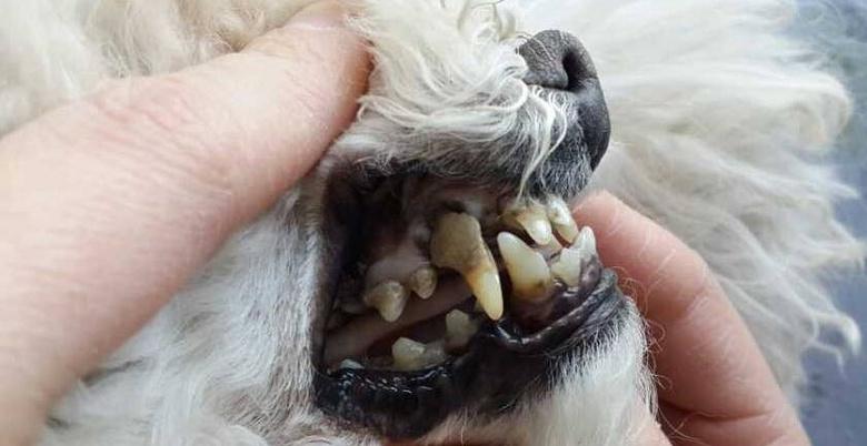 狗狗有蛀牙怎么办,狗狗有蛀牙怎么办啊,动物为什么不会蛀牙？