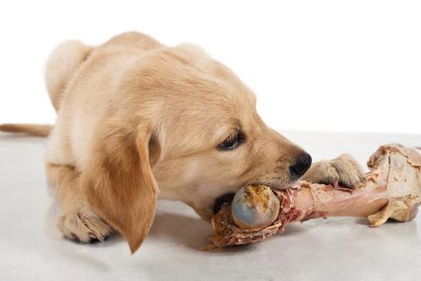 狗狗吃骨头拉稀怎么办,狗狗吃骨头拉稀怎么办最有效的方法,狗狗吃了鸡骨头拉稀，急求助？