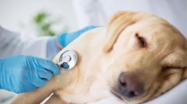 狗狗得肠胃炎怎么办,狗狗得肠胃炎能自愈吗,狗得了肠胃炎怎么治？