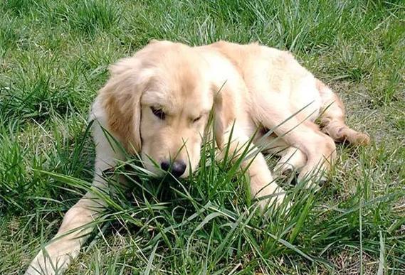 狗狗能吃草吗,狗狗能吃草吗呢哎呦,解密：狗狗为什么喜欢吃草，狗吃草是生病了吗？