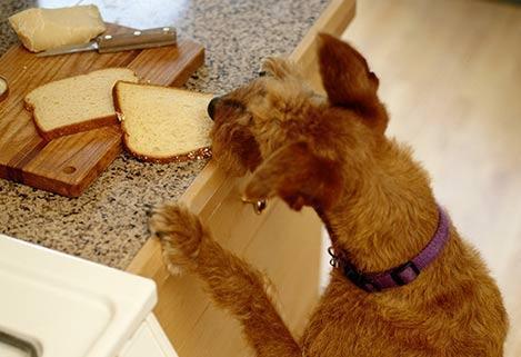 狗狗可以吃面包,狗狗可以吃面包片吗,狗狗能吃面包一类的吗？