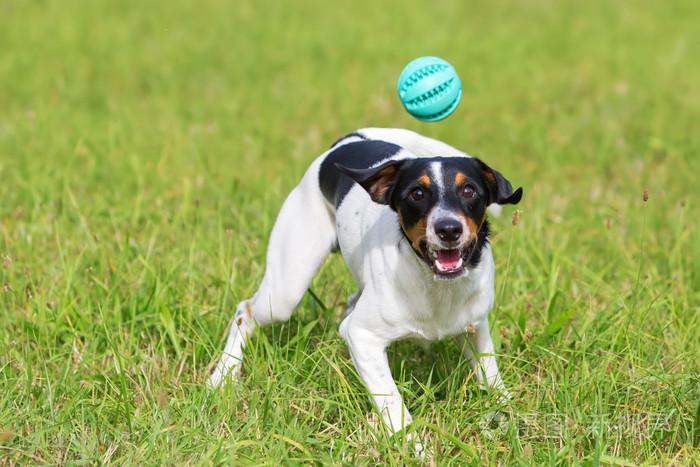 狗狗为什么喜欢玩球,狗狗为什么喜欢玩球不给主人,写小狗玩球的样子50？