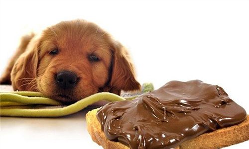 为什么狗狗不能吃巧克力,为什么狗狗不能吃巧克力?,狗狗为什么不叫吃巧克力？