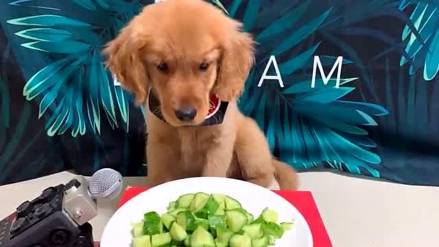 狗狗可以吃黄瓜吗,狗狗可以吃黄瓜吗生的,金毛能吃黄瓜吗？