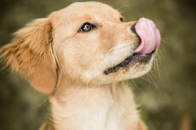 狗狗一直舔嘴,狗狗一直舔嘴巴是怎么了,为什么小狗一直张嘴舔舌头？