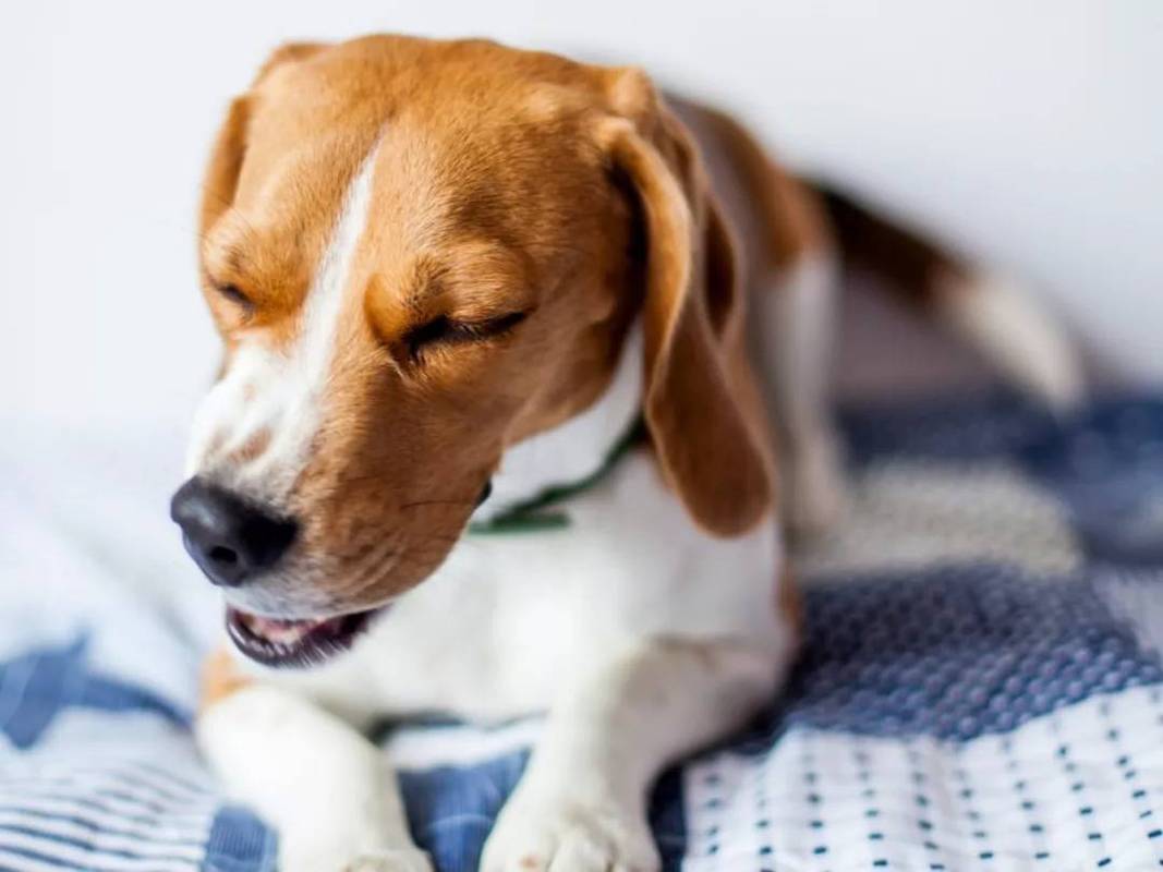 狗狗咳嗽是什么声音,狗狗咳嗽是什么声音视频,小狗咳嗽是什么症状？