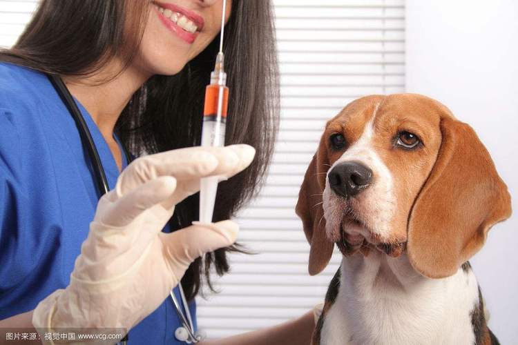 狗狗需要打几针,狗狗需要打几针疫苗,狗狗打疫苗，普通的就行，多少钱？要打几针？