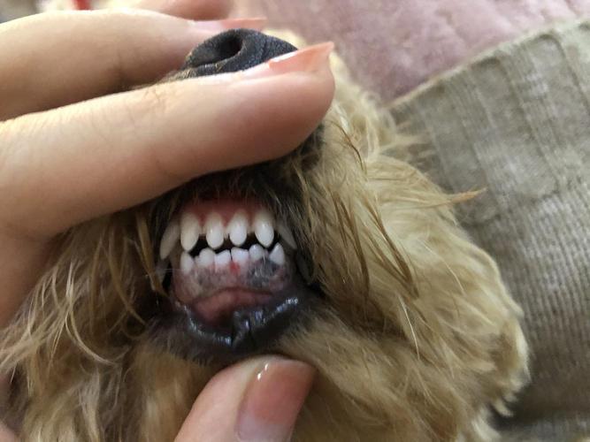 狗狗牙龈萎缩,狗狗牙龈萎缩牙齿严重松动,家里狗狗一直不吃东西，瘦了一大圈，就前两天吃了一小口，而且到哪儿都喜欢抖毛，这是什么毛病？