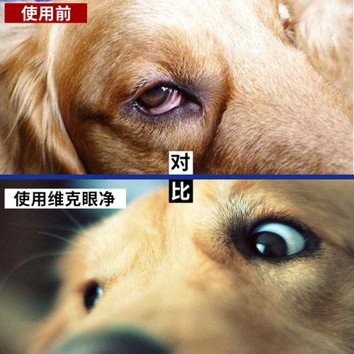 狗狗眼睛溃疡,狗狗眼睛溃疡用什么药最好,狗狗得结膜溃疡能治愈？