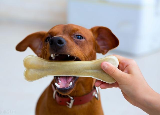 狗狗什么时候开始磨牙,狗狗什么时候开始磨牙期,小土狗几个月磨牙？