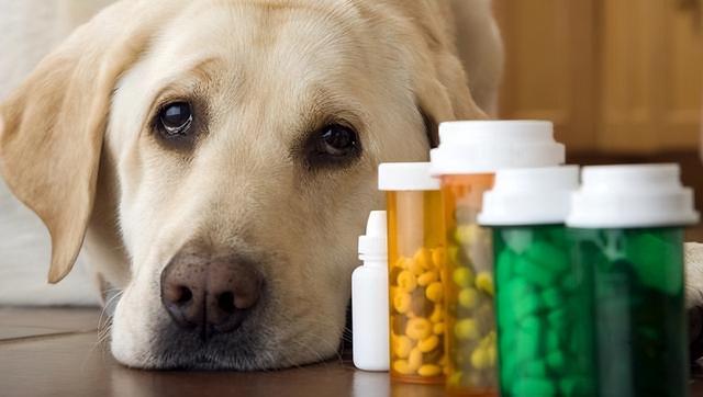 狗狗得了肠胃炎怎么办,狗狗得了肠胃炎怎么办吃什么东西,狗狗得了肠炎怎么办？
