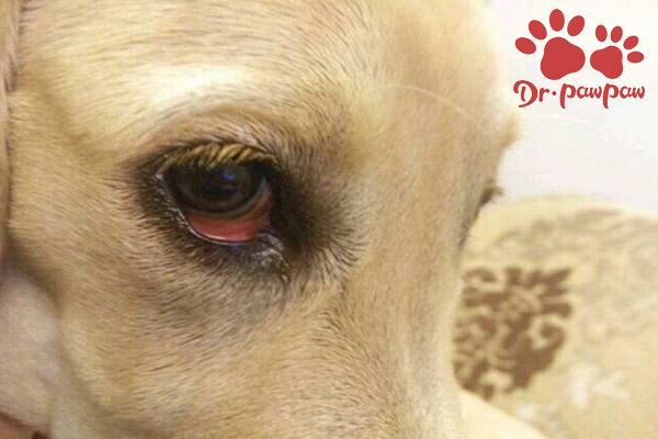 狗狗眼睛流血怎么回事,狗狗眼睛流血怎么回事儿,求助：狗狗眼睛周围流血？
