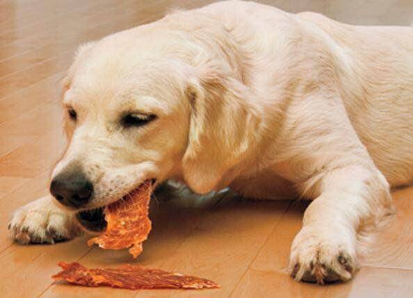 狗狗吃鸡肉好吗,狗狗吃鸡肉好吗有营养吗,小狗狗能喝鸡汤吗？
