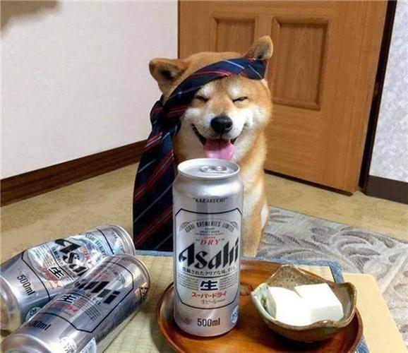 狗狗能喝酒吗,狗狗能喝酒吗会死吗,狗狗能喝啤酒么？