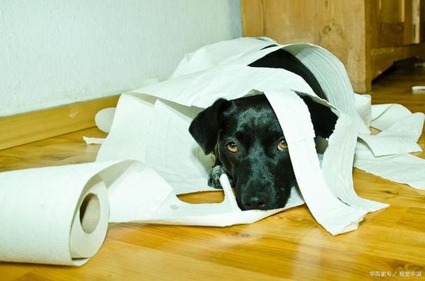 狗狗吃卫生纸,狗狗吃卫生纸是怎么回事,我家的狗狗为什么老是吃垃圾桶里的纸巾？