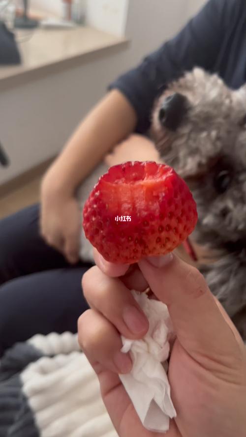 狗狗可以吃草莓吗,个月狗狗可以吃草莓吗,猫咪能吃草莓吗？
