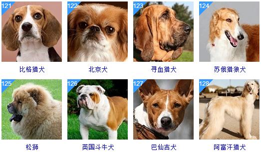 狗狗体型排名,狗狗体型排名从大到小,什么狗狗体型很大，非常大，毛较长，还特温顺？