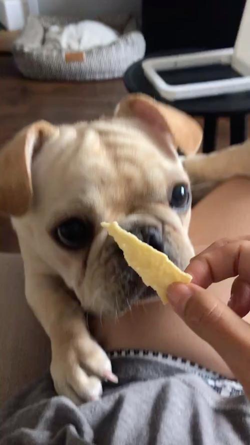 狗狗吃薯片会怎么样,狗狗吃了必死的东西,狗狗可以吃家庭号的薯片吗？