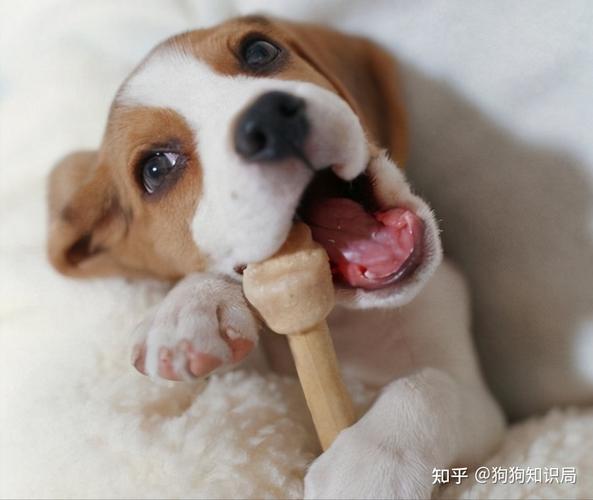 狗狗睡觉磨牙,狗狗睡觉磨牙是为什么,狗狗是不是一直要磨牙？用什么磨牙？