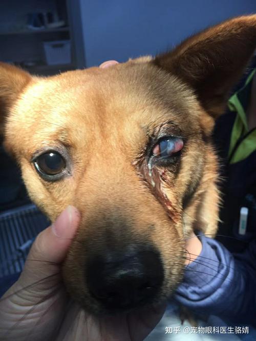 狗狗角膜穿孔,狗狗角膜穿孔能恢复吗,狗狗眼睛里面有个包怎么回事？