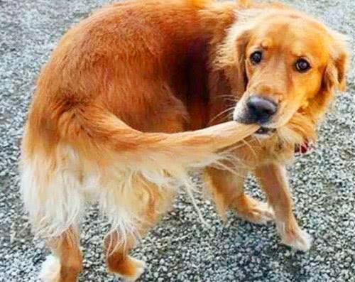 狗狗为什么咬自己的尾巴,狗狗为什么咬自己的尾巴转圈圈,小狗咬尾巴是怎么回事？