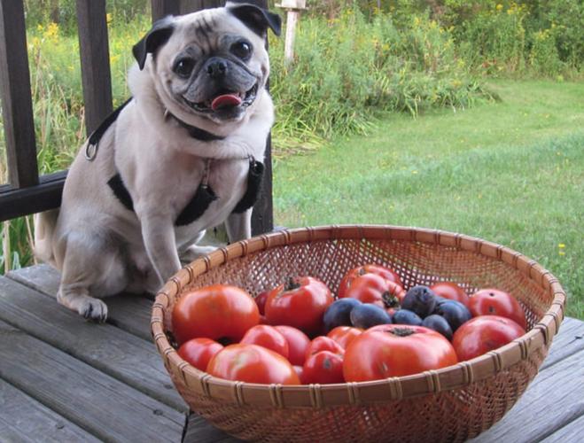狗狗可以吃西红柿,狗狗可以吃西红柿不,狗吃番茄可以吗？