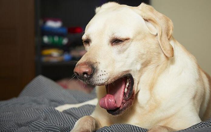 狗狗经常咳嗽,狗狗经常咳嗽咔咔的怎么回事,小狗一天四五次干咳？