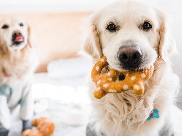 狗狗能吃糖吗,狗狗能吃糖吗为什么,狗能吃白砂糖吗？
