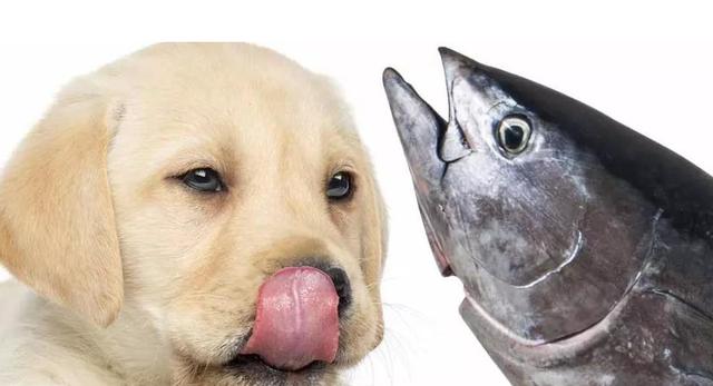 狗狗能不能吃鱼,狗狗能不能吃鱼刺,小狗能不能吃鱼？
