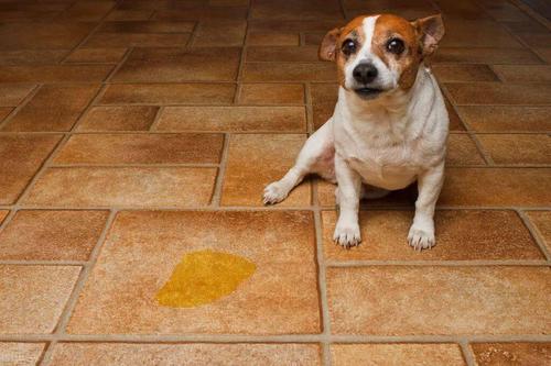 狗狗的尿很黄怎么办,狗狗的尿很黄怎么办吃什么药,小狗拉稀尿液很黄？