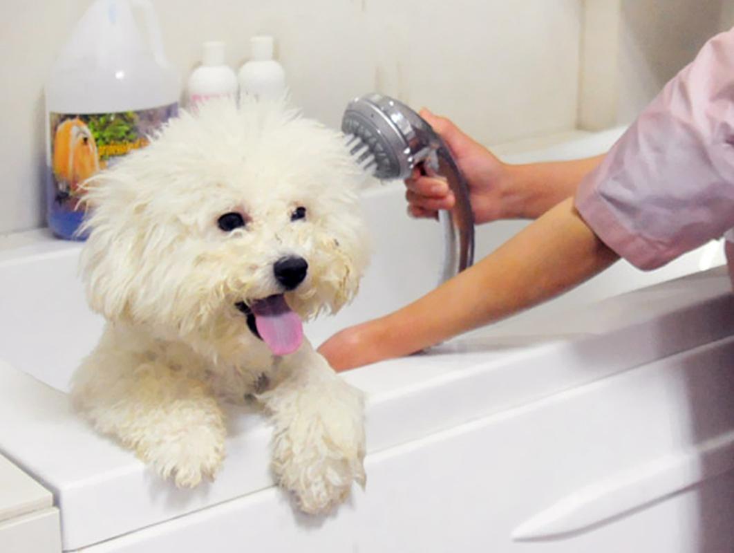 小狗狗可以洗澡吗,小狗狗可以洗澡吗怎么洗澡呀,满月小狗能洗澡吗？